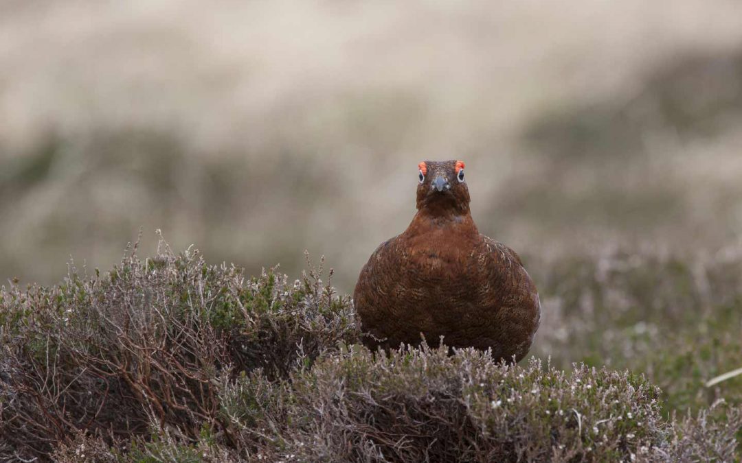 Now available, walked up grouse shooting