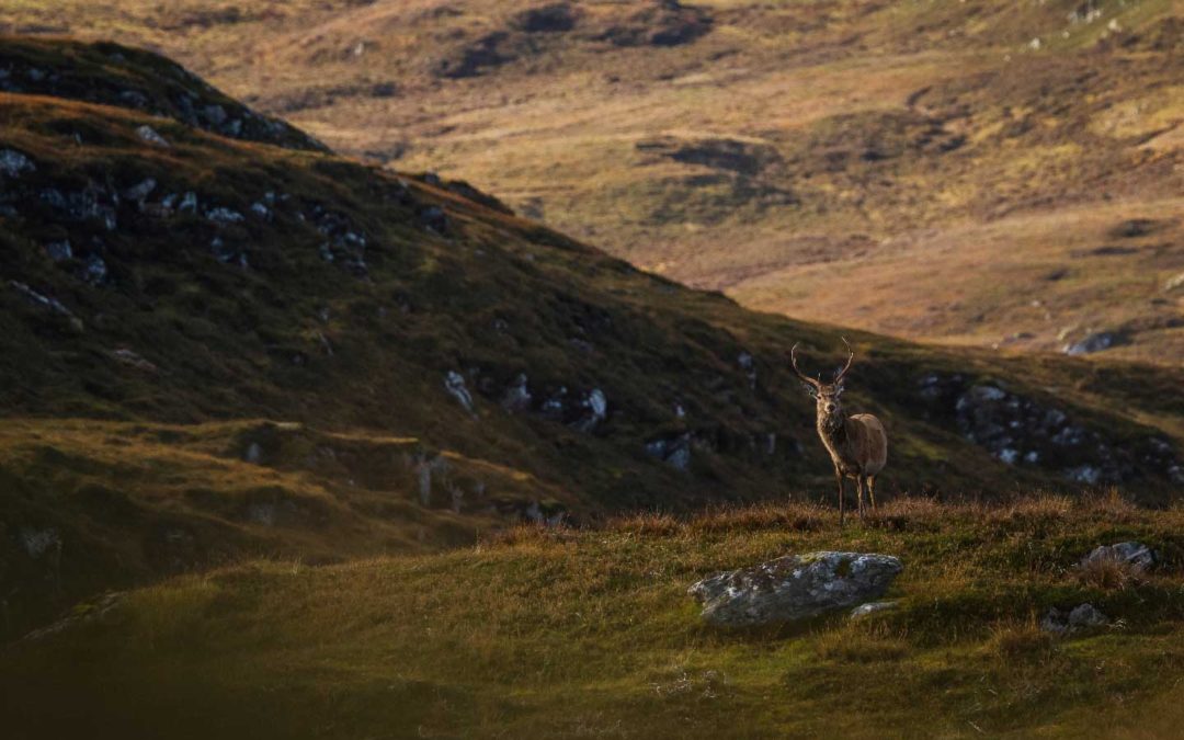 Deer Stalking Scotland Emotional Topic