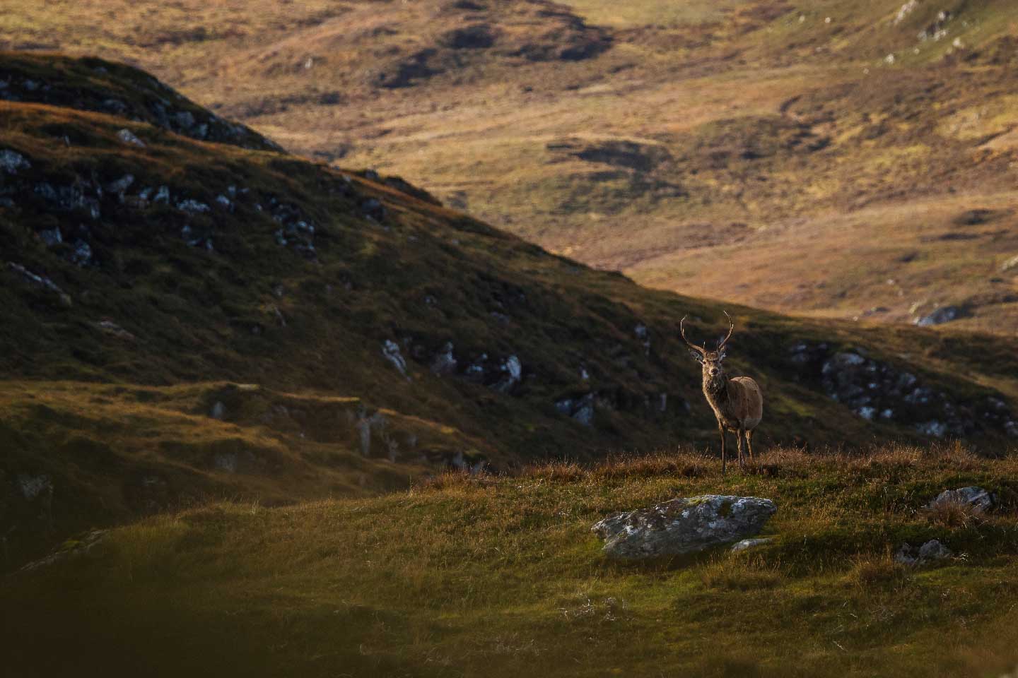 Mark_Adams_Sporting_Red_Deer_Stalking Mark Adams Sporting Red Deer Stalking