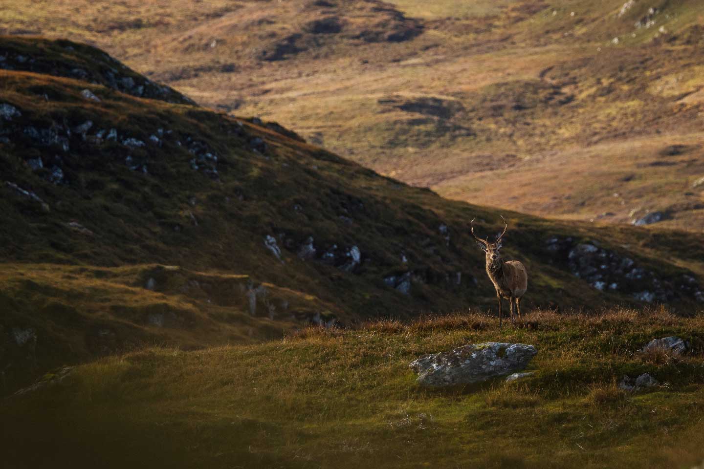 Mark Adams Sporting Red Deer Stalking