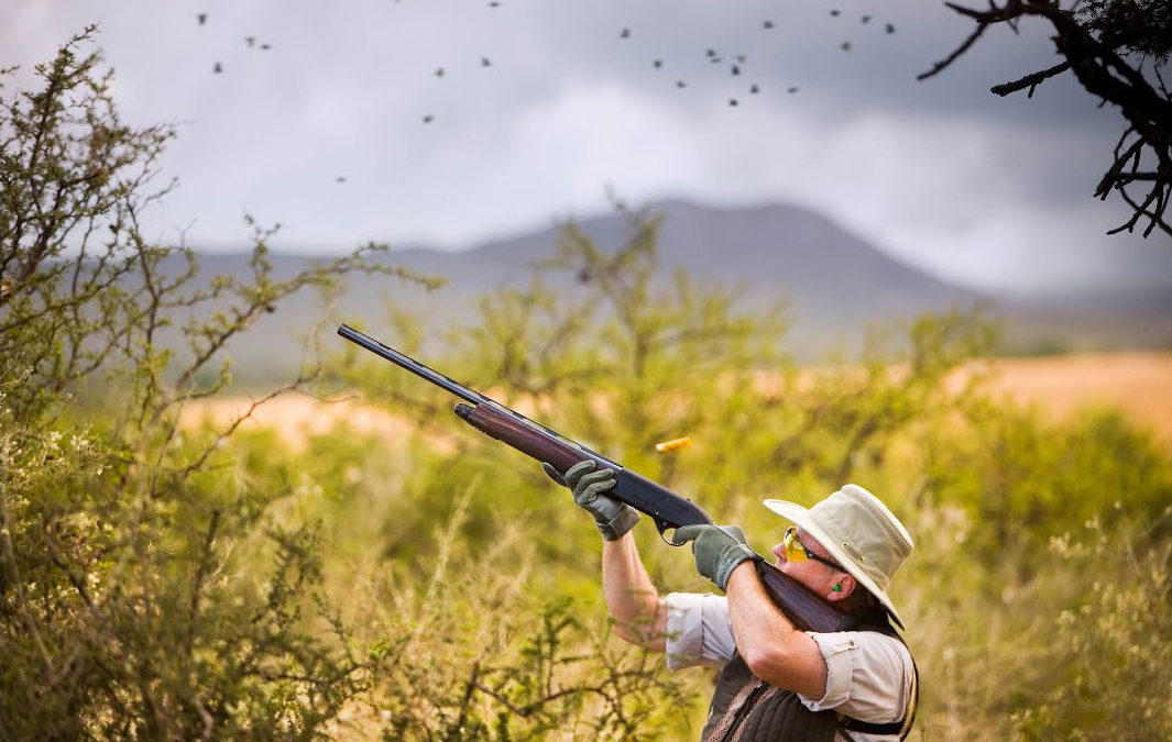 High volume Dove shooting near Cordoba